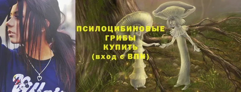 Галлюциногенные грибы Psilocybe  Задонск 